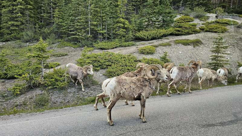 Banff: Evening Wildlife Safari Guided Tour - Is two hours enough for a wildlife safari?