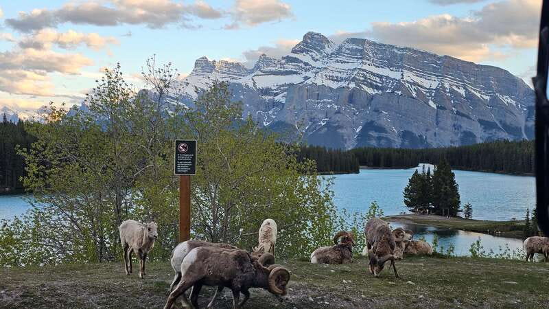 Banff: Evening Wildlife Safari Guided Tour - What $55 buys you