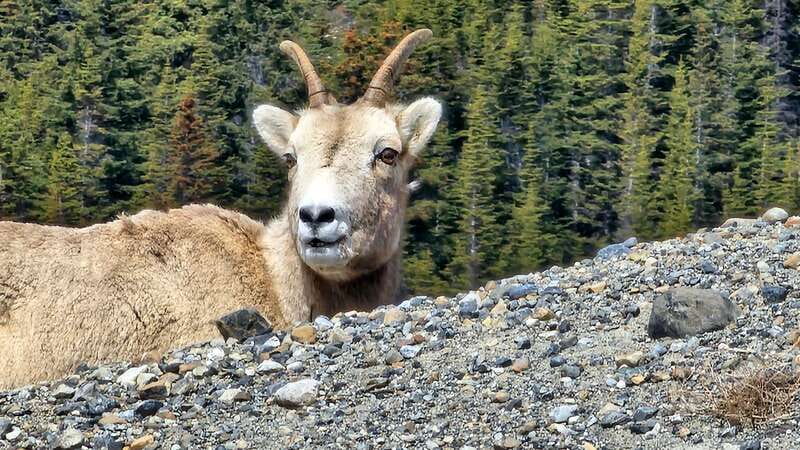 Banff: Evening Wildlife Safari Guided Tour - The Banff pickup route and first minutes on board