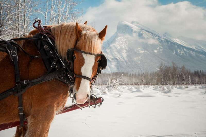 Banff: Family Friendly Horse-Drawn Sleigh Ride - Key points at a glance