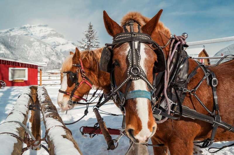 Banff: Family Friendly Horse-Drawn Sleigh Ride - Meeting the horses after the ride