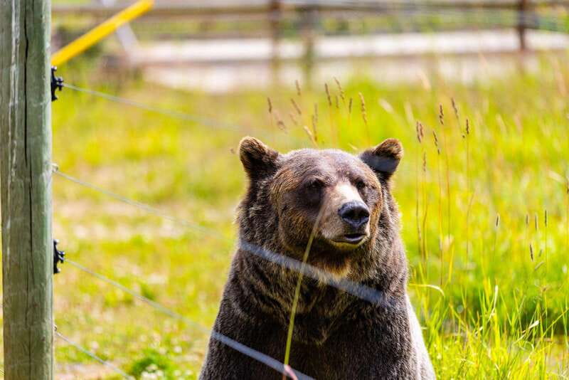 Banff: Grizzly Bear Refuge Tour with Lunch - Why Boo is the heart of this Banff day trip