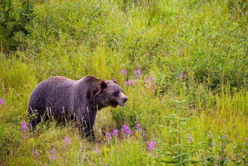 Banff: Grizzly Bear Refuge Tour with Lunch - The Spiral Tunnels and Natural Bridge