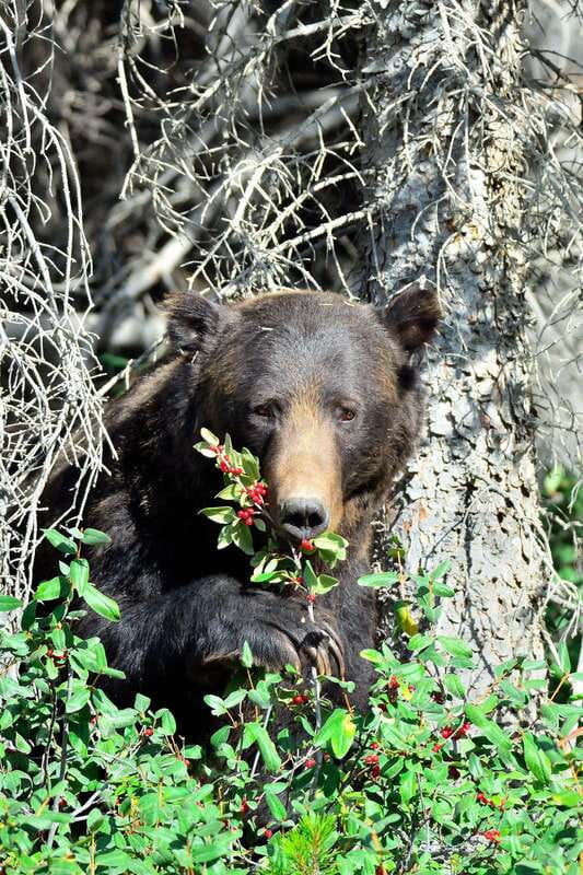 Banff: Guided Nature Walk with Bear Country Safety Tips - Key reasons to book this Banff walk