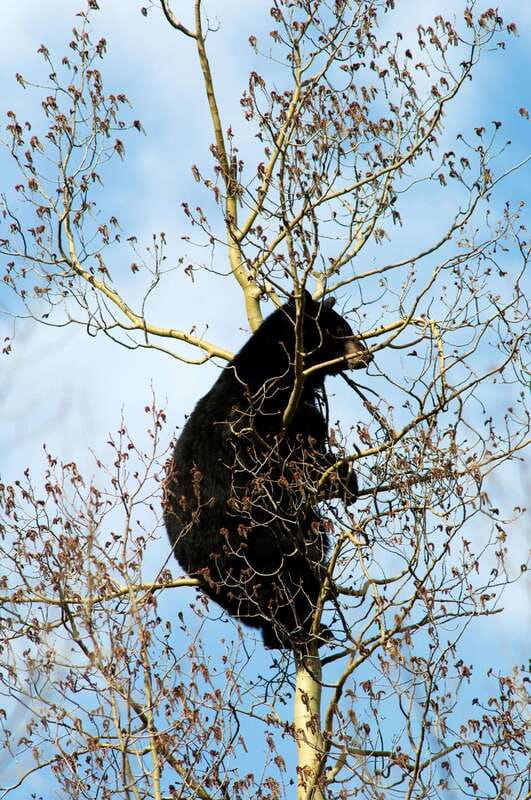 Banff: Guided Nature Walk with Bear Country Safety Tips - Bear signs, bear spray, and sensible trail habits