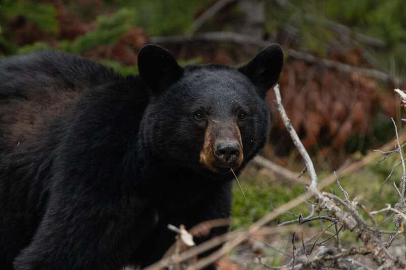 Banff: Guided Nature Walk with Bear Country Safety Tips - Wildlife stories and the wider Banff ecosystem