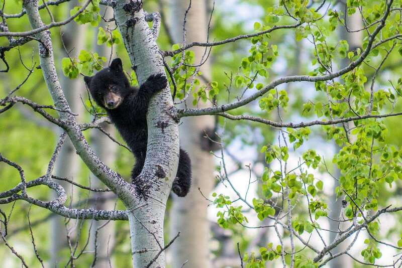 Banff: Guided Nature Walk with Bear Country Safety Tips - How the $65 price compares with the experience