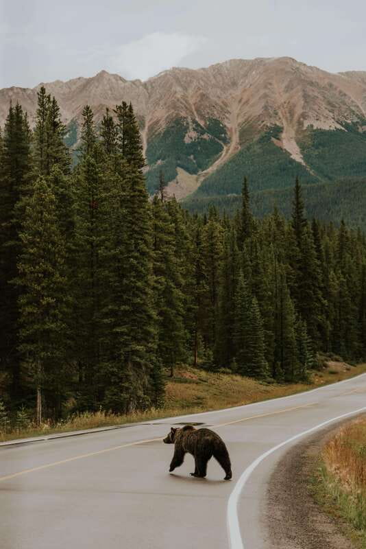 Banff: Guided Nature Walk with Bear Country Safety Tips - Who will enjoy this experience most