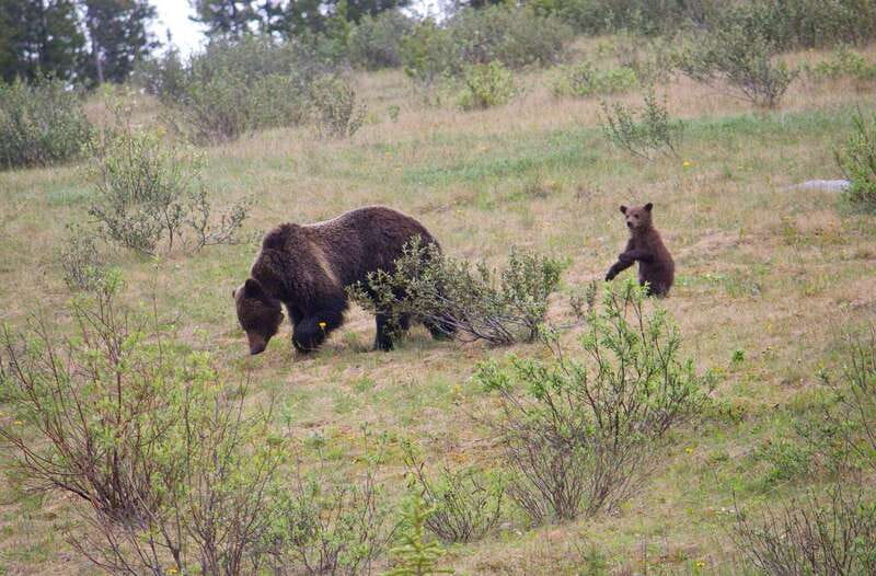 Banff: Guided Nature Walk with Bear Country Safety Tips - Meeting at Cave and Basin National Historic Site