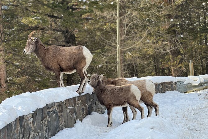 Banff Highlights: Moraine Lake, Lake Louise and beyond - Johnston Canyon is the cold-weather alternative