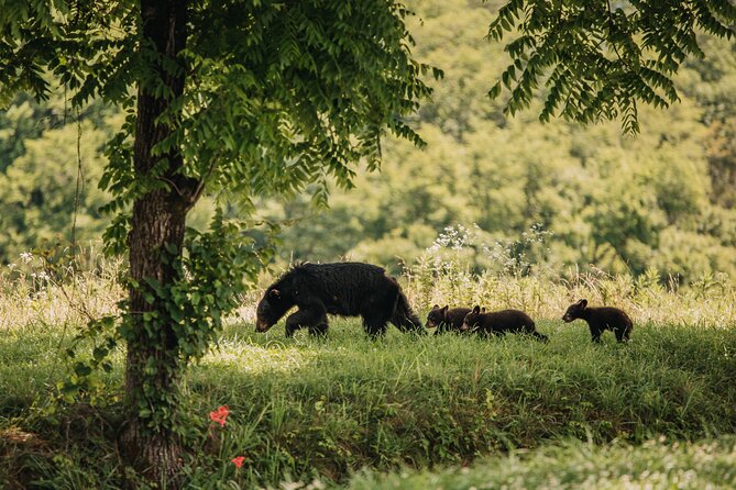 Banff Highlights & Wildlife | Award-Winning Small Group Adventure - Why the wildlife search works best at dusk
