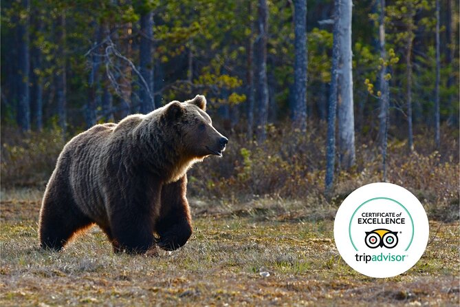 Banff Highlights & Wildlife | Award-Winning Small Group Adventure - Mount Norquay Road gives you Banff from above