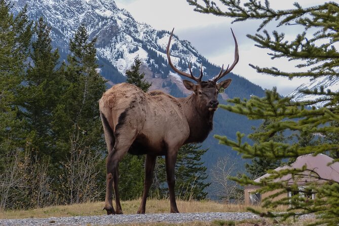 Banff Highlights & Wildlife | Award-Winning Small Group Adventure - Surprise Corner and Bow Falls finish the Banff highlights