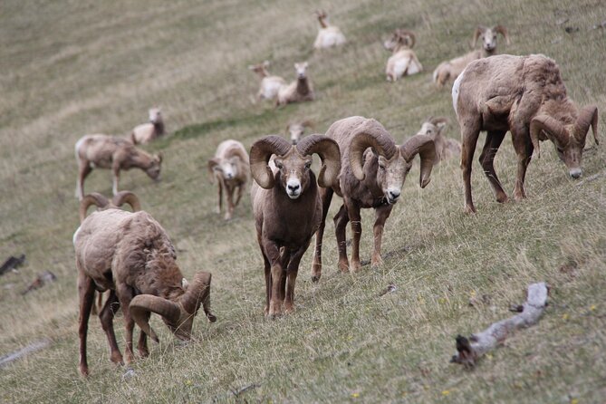 Banff Highlights & Wildlife | Award-Winning Small Group Adventure - A modern minibus that keeps the focus outside