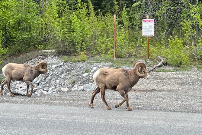 Banff Icefield Parkway Private Full Day Tour - Lunch at the Icefield Centre