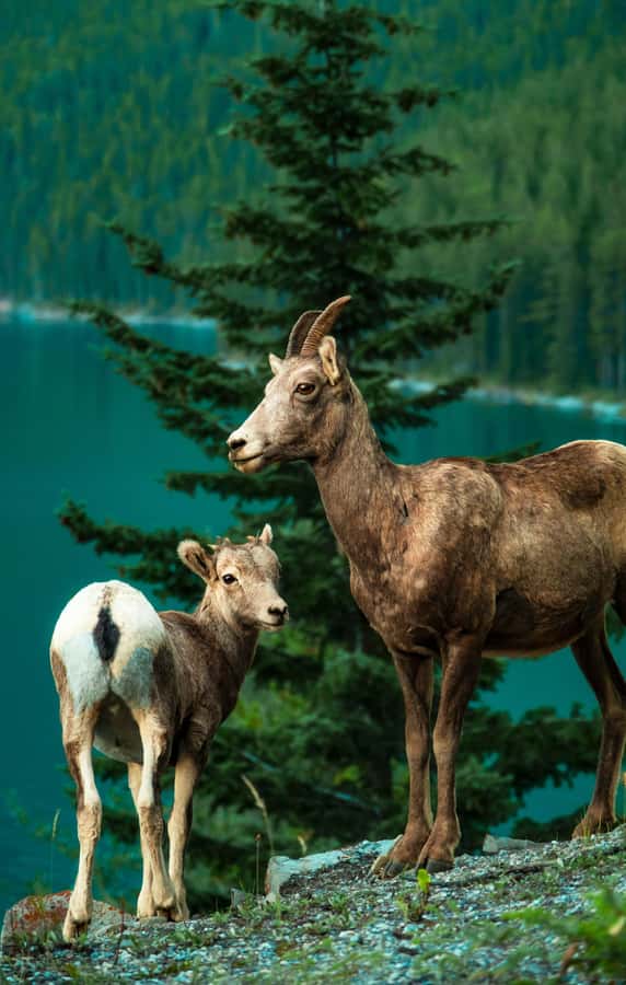 Banff: Lake Louise,Lake Minnewanka,Emerald Lake & Banff Town - What the $76 price really buys