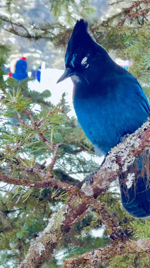 Banff: Lake Louise, Moraine, Emerald Lake & Canyon Day Trip - Johnston Canyon and its waterfall walk