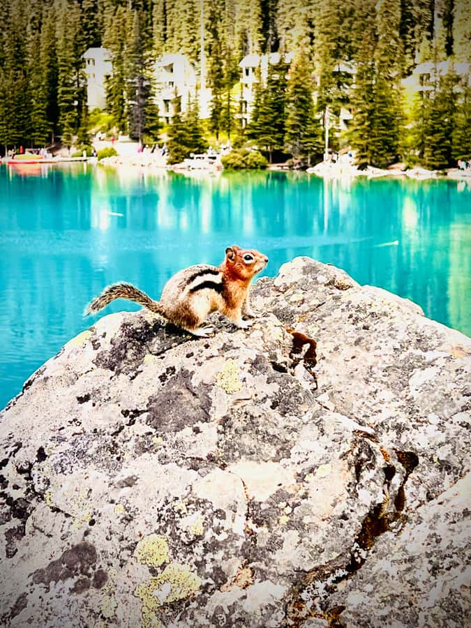 Banff: Lake Louise, Moraine, Emerald Lake & Canyon Day Trip - The winter route is not just a shorter summer tour