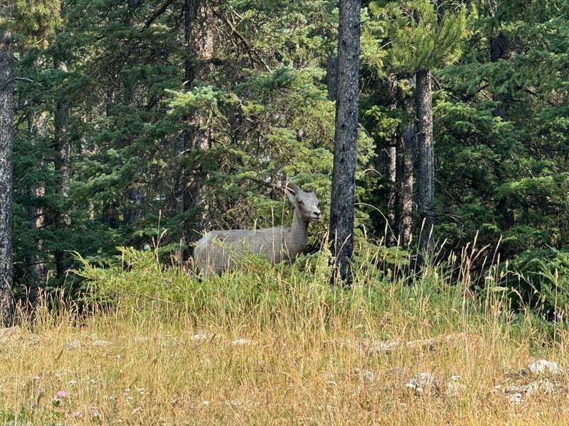 Banff: Lake Louise, Moraine, Emerald Lake & Johnston Canyon - Why this Banff day tour works for first-time visitors