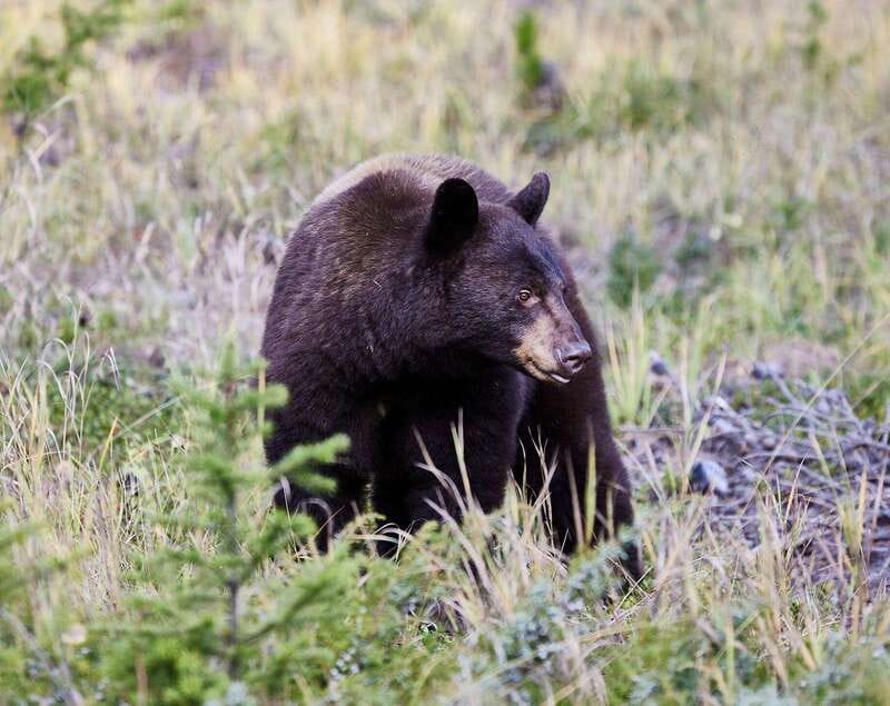 Banff PRIVATE Guided Nature Walk + Transportation - 2.5H - Key points to know before you book
