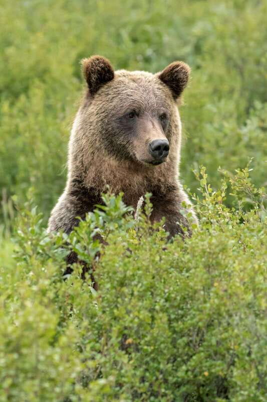 Banff PRIVATE Guided Nature Walk + Transportation - 2.5H - Two hours on foot among forests and mountains