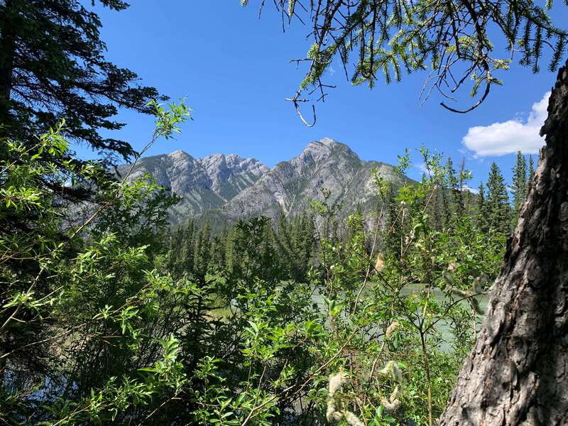 Banff PRIVATE Guided Nature Walk + Transportation - 2.5H - Wildlife sightings require realistic expectations