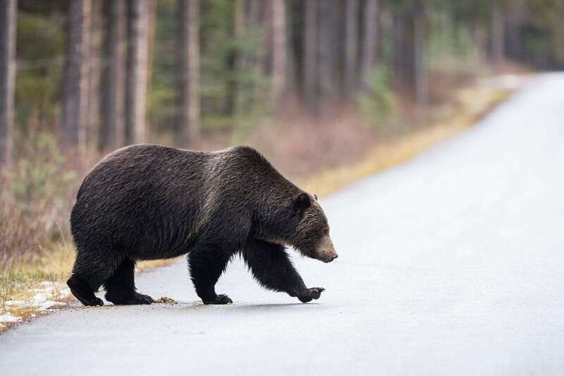 Banff PRIVATE Guided Nature Walk + Transportation - 2.5H - What the price means for your group