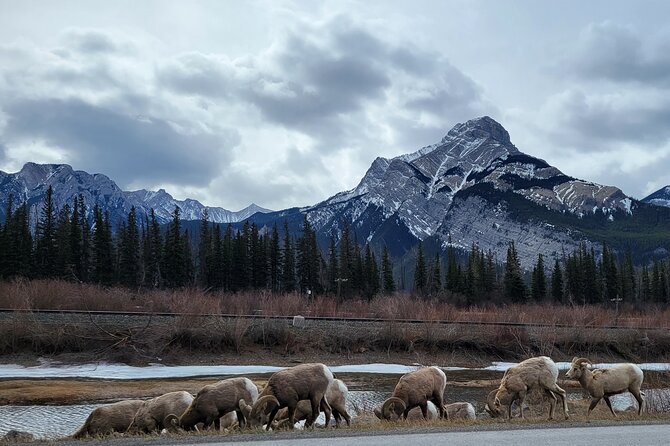 Banff Private Tour - Beyond the basics - What the guides add