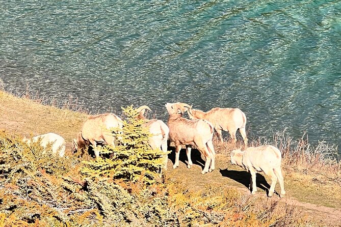 Banff Town ,Lake Louise, Moraine , Emerald & Johnston Canyon Tour - Lake Louise: lunch first, famous lake second