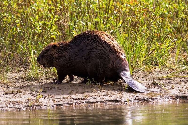 Banff: Wildlife on the Bow River Big Canoe Tour - Drifting back with the Bow River