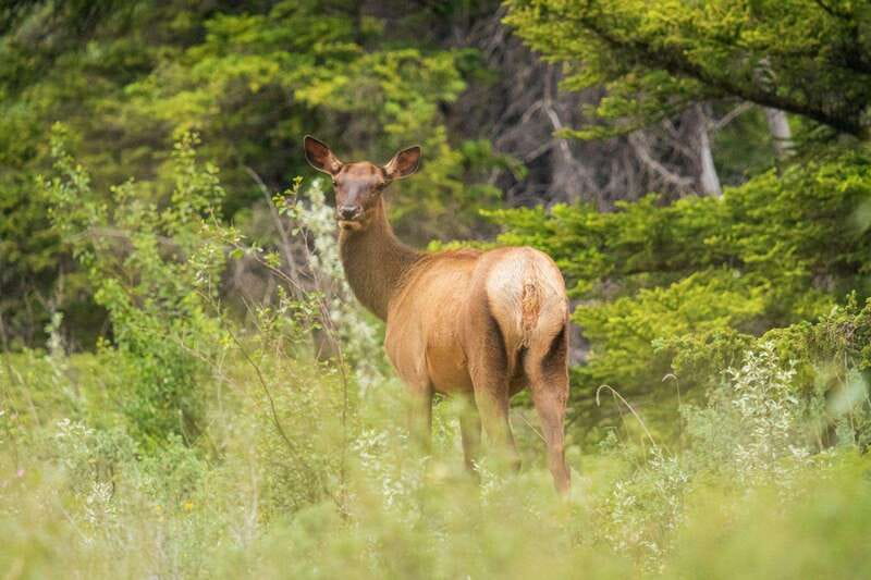 Banff, Yoho, and Jasper 2 Day Private Tour - Who will get the most from this tour