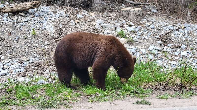 Calgary: 2-Day Banff National Park Highlights Summer Tour - Johnston Canyon rewards a short walk