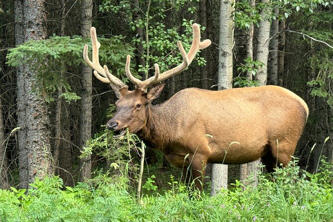 Calgary Airport to Canmore Private Transfer - A private ride makes the first day easier