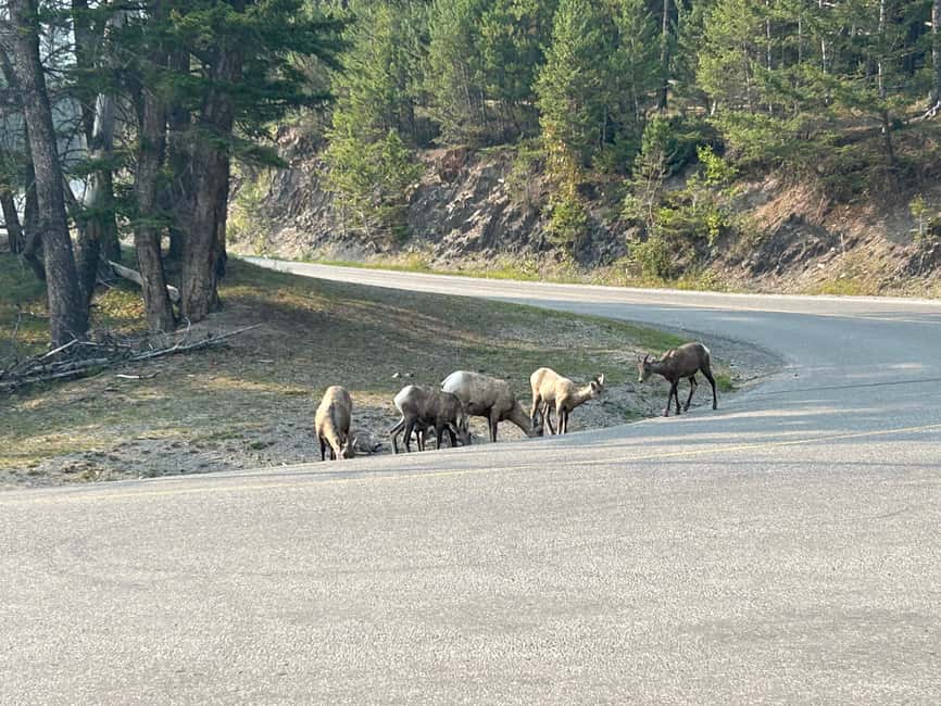 Calgary/Canmore/Banff: BEST of BANFF with LAKES Group Tour - Bow Falls and Surprise Corner