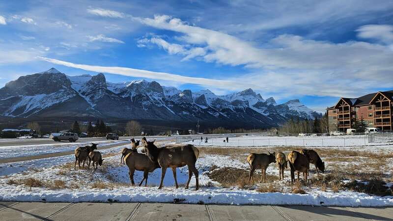 Calgary: Canmore, Banff, Lake Louise - Gondola Included - What the $136 Price Includes