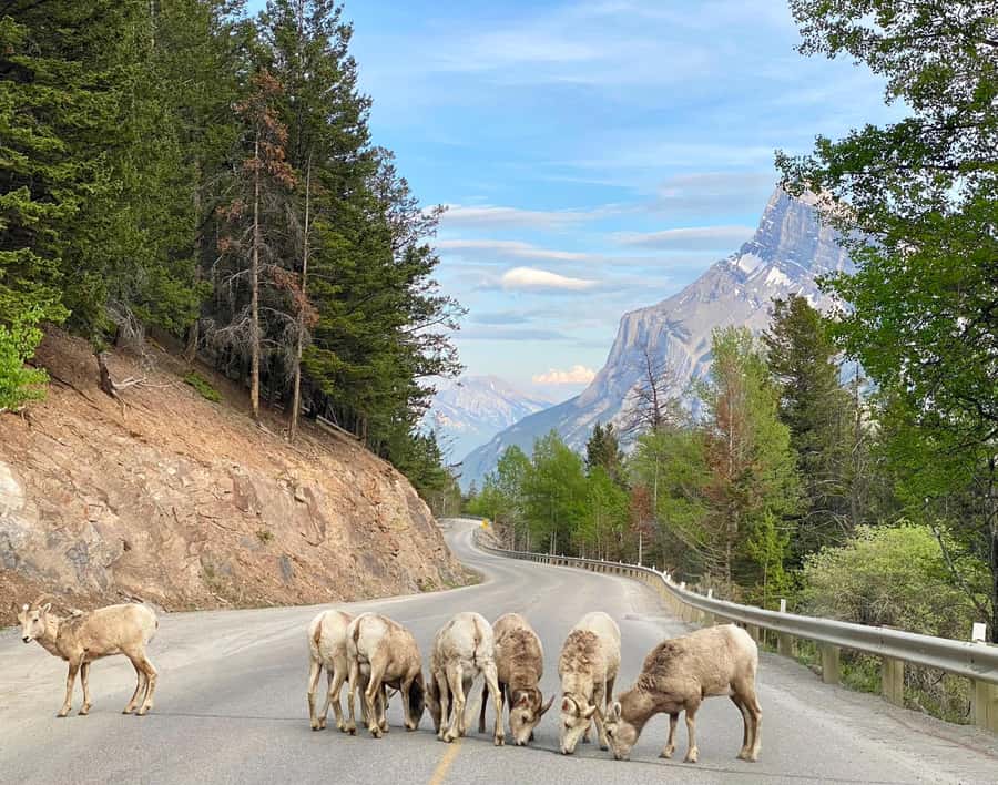 Calgary/Canmore: Banff National Park & Lake Louise Day Trip - Key points to know before booking