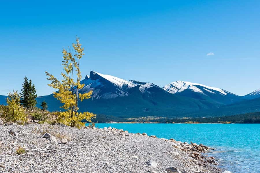 Calgary: Day Trip to Jasper with Lunch - Wildlife watching without guarantees
