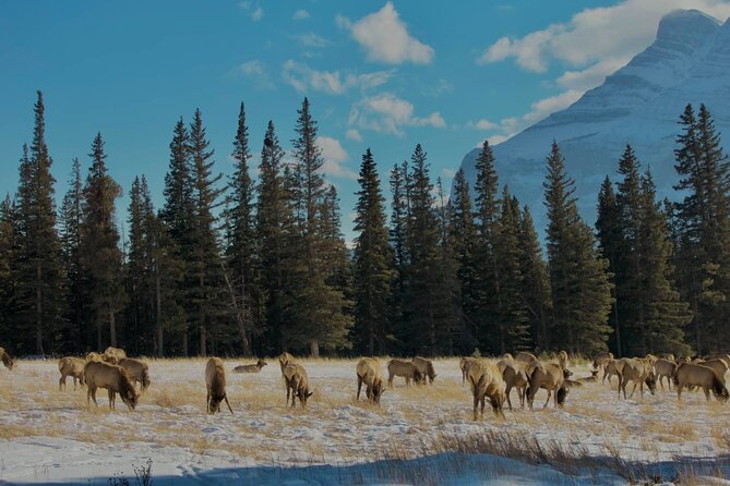 Calgary To: Lake Louise, Emerald Lake & Johnston Canyon (Shared) - Why the small vehicle changes the day