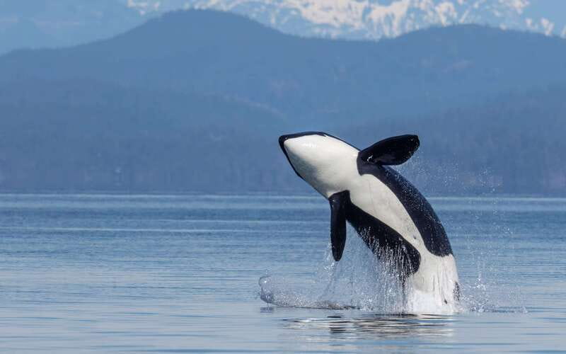 Campbell River: 4 Hour Whale & Wildlife Zodiac Boat Tour - Key points before you book