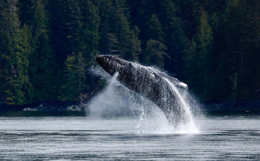 Campbell River: 4 Hour Whale & Wildlife Zodiac Boat Tour - Orcas, humpbacks, and the luck of the day