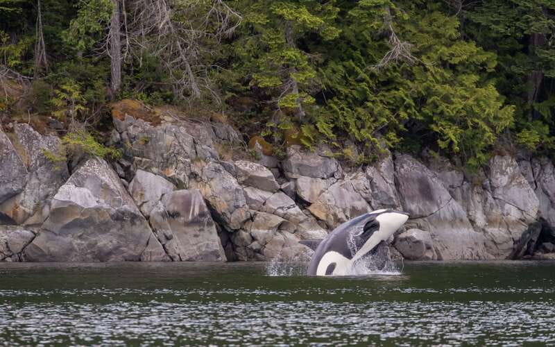 Campbell River: 4 Hour Whale & Wildlife Zodiac Boat Tour - The guides shape the experience