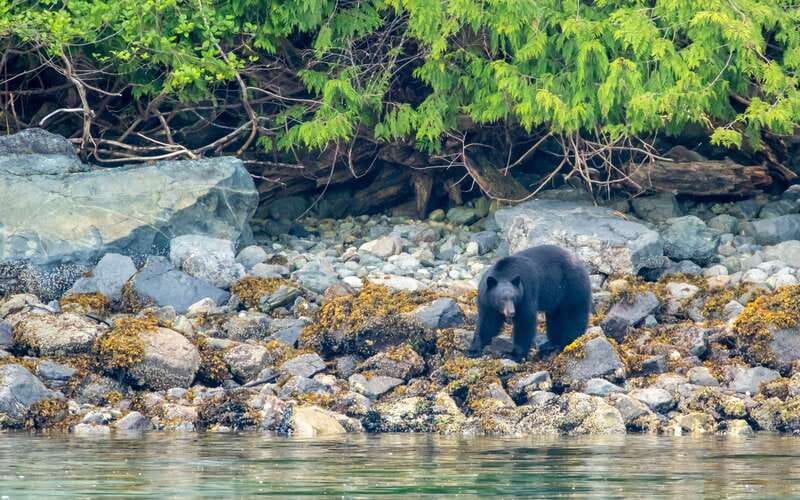 Campbell River: 4 Hour Whale & Wildlife Zodiac Boat Tour - The hydrophone is more than a gadget