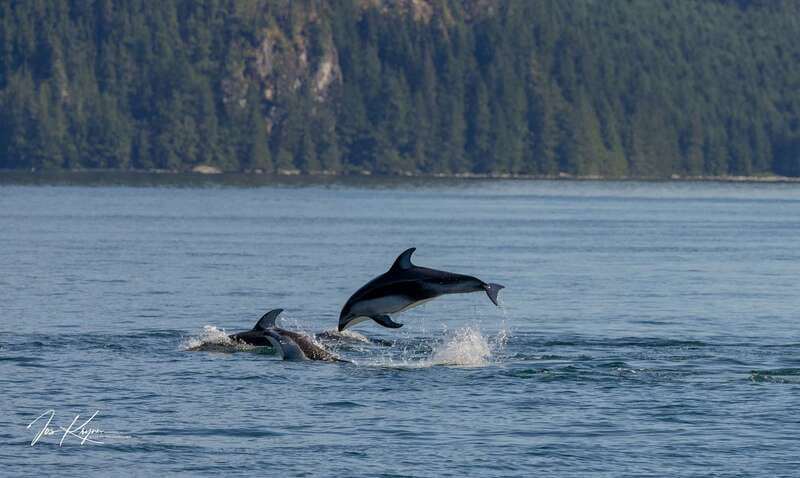 Campbell River: 6 Hour Covered Whale Watching Tour w/ Lunch - The wildlife beyond whales