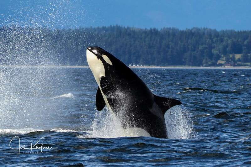 Campbell River: 6 Hour Covered Whale Watching Tour w/ Lunch - Lunch, comfort, and the covered boat