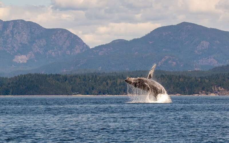 Campbell River: 6 Hour Covered Whale Watching Tour w/ Lunch - Who will get the most from this cruise