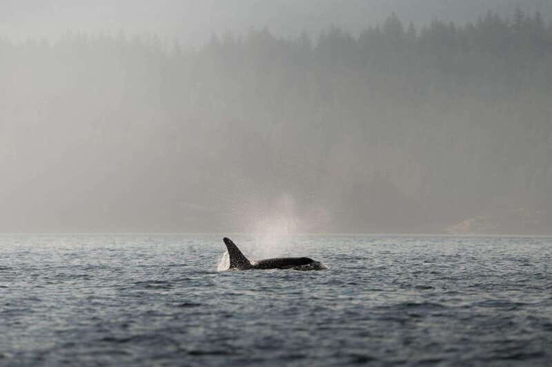 Campbell River: 6-Hour Whale Watching Boat Tour - Setting Out From Campbell River