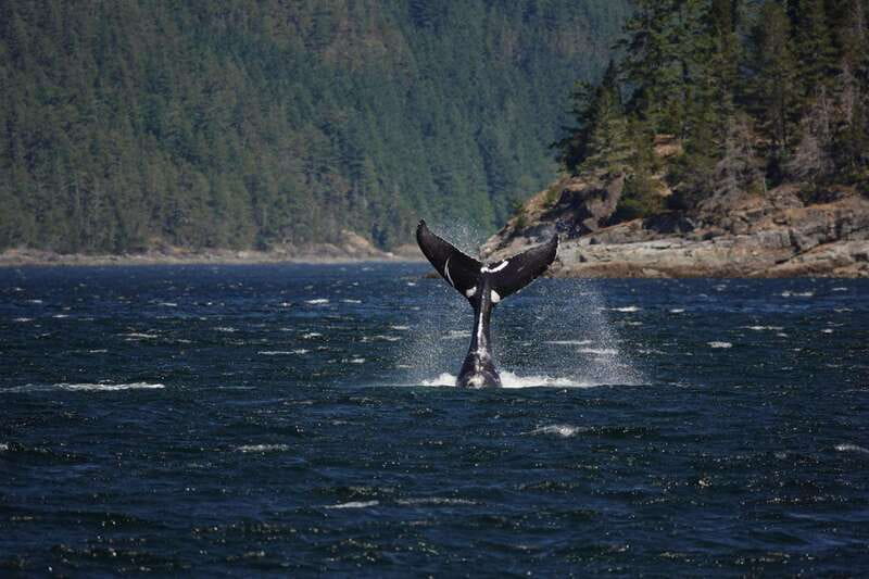 Campbell River: 6-Hour Whale Watching Boat Tour - Why Discovery Passage and Johnstone Strait Matter