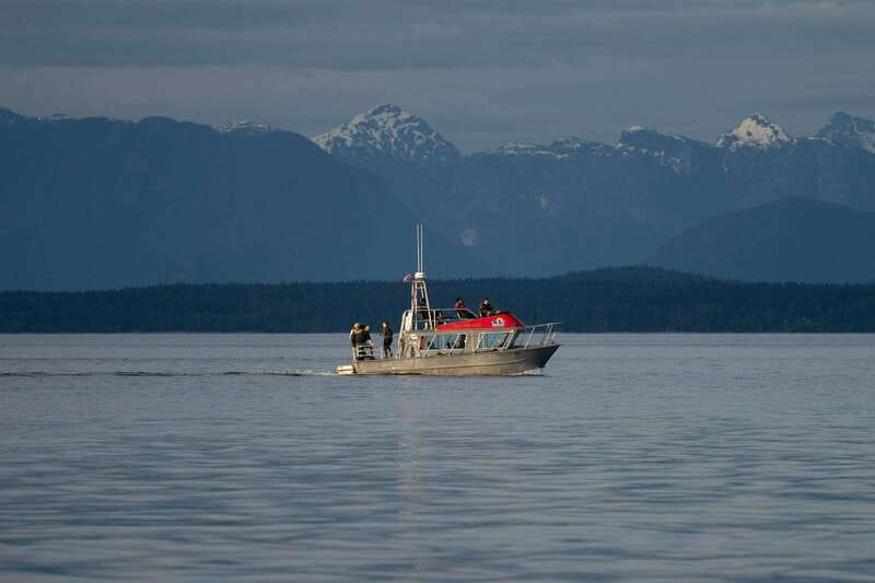 Campbell River: 6-Hour Whale Watching Boat Tour - The Final Two and a Half Hours