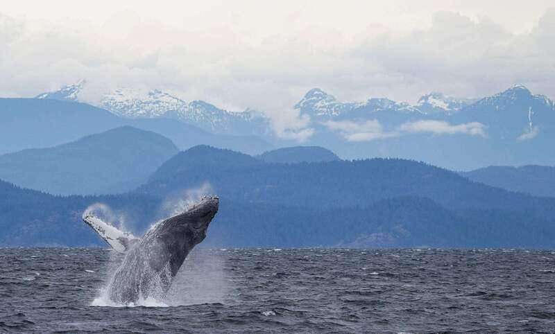 Campbell River: 6-Hour Whale Watching Boat Tour - Who Will Enjoy This Tour Most?
