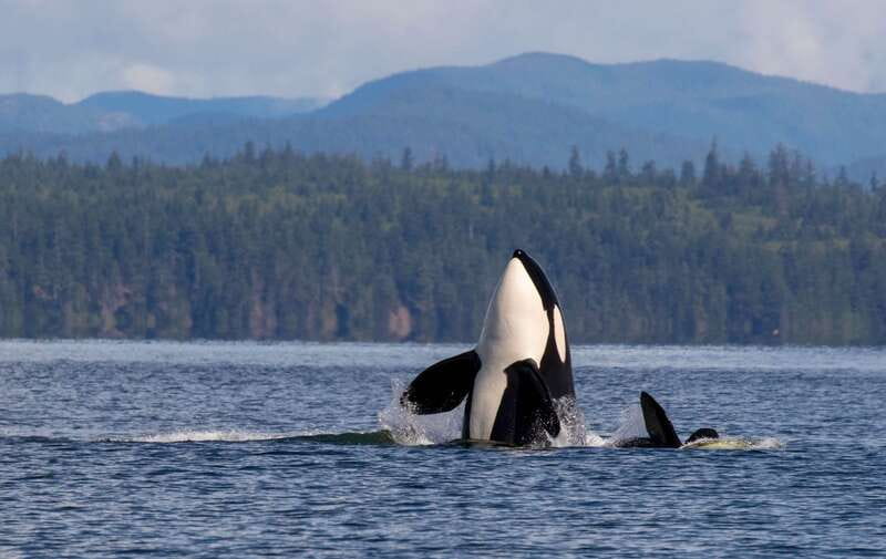 Campbell River: 6 Hour Zodiac Whale Watching Tour w/ Lunch - Leaving Campbell River for Discovery Passage